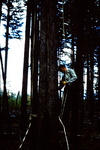 Tree climbing training by Jim Allen