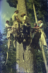 Forest Service employees climbing a tree to pick cones by Douglas Beck
