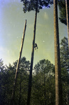 Forest Service employee climbing a tree to pick cones by Douglas Beck