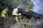 Smokejumpers attempt to cut a fallen, burnt tree in the Rogue River National Forest by Douglas Beck