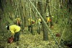 Smokejumpers stand on a wooded hillside to fight the Hog Fire in the Klamath National Forest by Douglas Beck