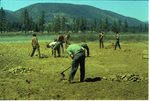 Men raking up rocks in a field by Douglas Beck