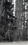 Man climbing a tree by Douglas Beck