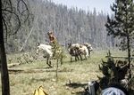 Supplies mules near the Squaw Creek Fire by Ted Corporandy