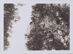 Caught on side of tall Douglas fir by Albert Davies