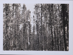 Parachute with dummy in lodgepole pine thicket by Albert Davies