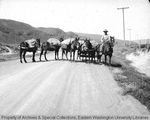 Mule train near Kalotus by Otis W. Freeman