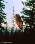 Parachute caught up in a tree by Jerry Gildemeister