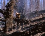 Jumper with chain saw at the Burger Butte Fire by Jerry Gildemeister
