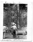 Cutting Hemlock Trees at the Redwood Ranger Station by Chalmer Gillin