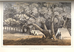 Cottonwood grove by John Mix Stanley; Sarony, Major & Knapp, Lithographers; and Thomas H. Ford, Printer