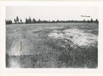 Sweet Clover field after rejuvenating by discing and harrowing by Turnbull National Wildlife Refuge (Wash.)