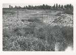 Cattails - cut, and piled ready for burning by Turnbull National Wildlife Refuge (Wash.)