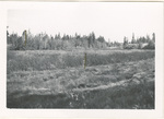 Cattail growth appearing in field which had been cultivated for 20 years by Turnbull National Wildlife Refuge (Wash.)