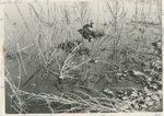 Eared grebe nests on Turnbull Slough by Elmo G. Adams