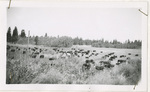 Heads Down, Hereford cattle entering Refuge by Turnbull National Wildlife Refuge (Wash.)