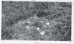 Canada Goose nest by Turnbull National Wildlife Refuge (Wash.)