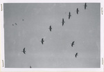 Canada Geese above Turnbull by Turnbull National Wildlife Refuge (Wash.)