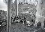 Mallards in duck trap by Robert L. Harris and Turnbull National Wildlife Refuge (Wash.)