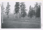 Cock pheasants at Turnbull by Turnbull National Wildlife Refuge (Wash.)