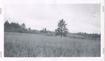 Barley food plot by Turnbull headquarters by Turnbull National Wildlife Refuge (Wash.)