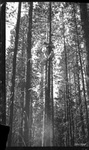 Lodgepole hang-up with jumper disengaged from harness by David P. Godwin