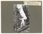 Timber jump landing by David P. Godwin