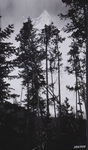 Timber jump hang up by David P. Godwin